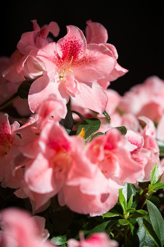 Azalea | Cooking Classy